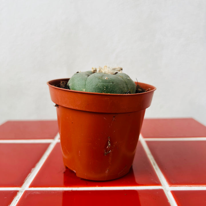 Lophophora williamsii - Button Cactus