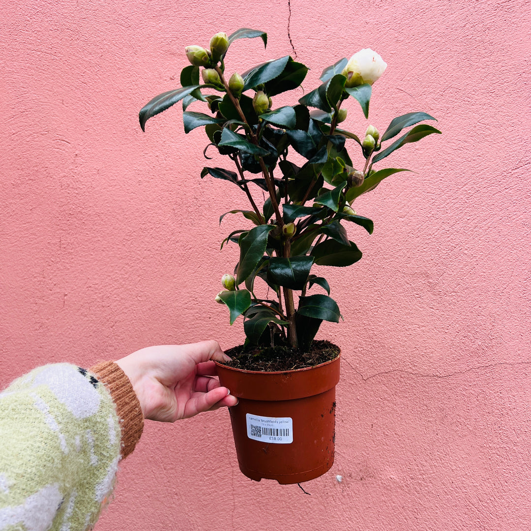 Camellia ‘Brushfield’s Yellow’