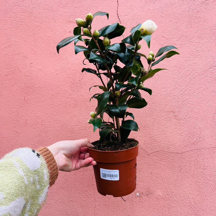 Camellia ‘Brushfield’s Yellow’