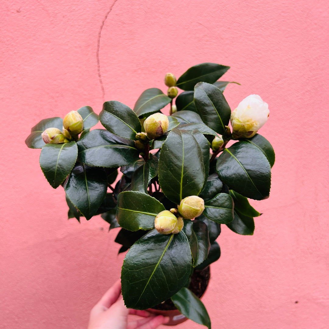 Camellia ‘Brushfield’s Yellow’