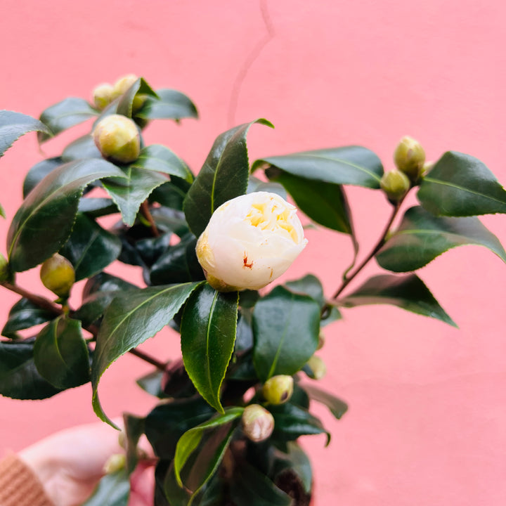 Camellia ‘Brushfield’s Yellow’