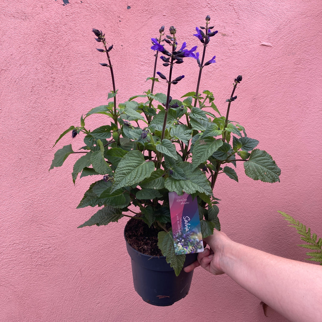 Salvia Salgoon® ‘Lake Blueberry’ – Ornamental Sage