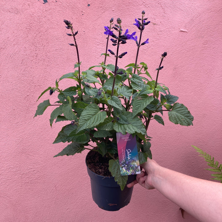 Salvia Salgoon® ‘Lake Blueberry’ – Ornamental Sage