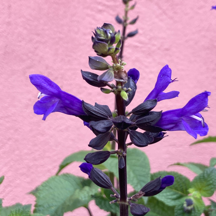 Salvia Salgoon® ‘Lake Blueberry’ – Ornamental Sage