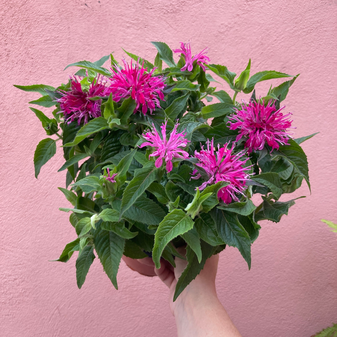 Monarda 'Balmy Rose' -Bee Balm - Bergamot)