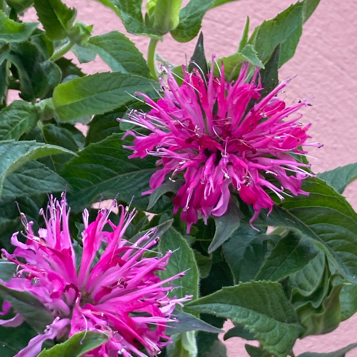 Monarda 'Balmy Rose' -Bee Balm - Bergamot)