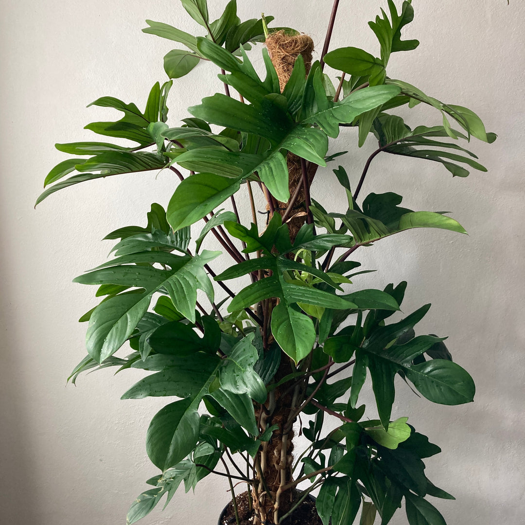 Philodendron pedatum on moss pole -Oak Leaf Philodendron