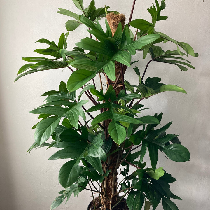 Philodendron pedatum on moss pole -Oak Leaf Philodendron