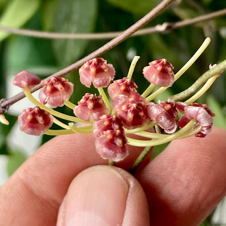 Hoya 'Gracilis' - Wax Flower