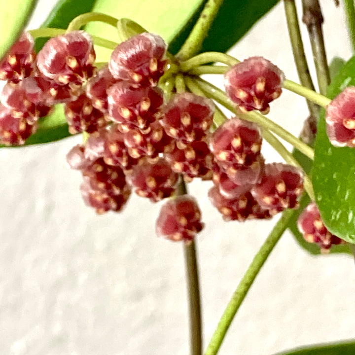 Hoya 'Gracilis' - Wax Flower