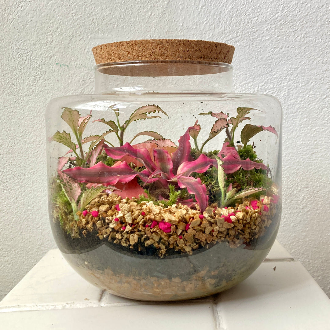 Plant.Studio 'Venus' Terrarium