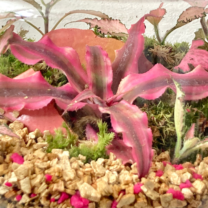 Plant.Studio 'Venus' Terrarium
