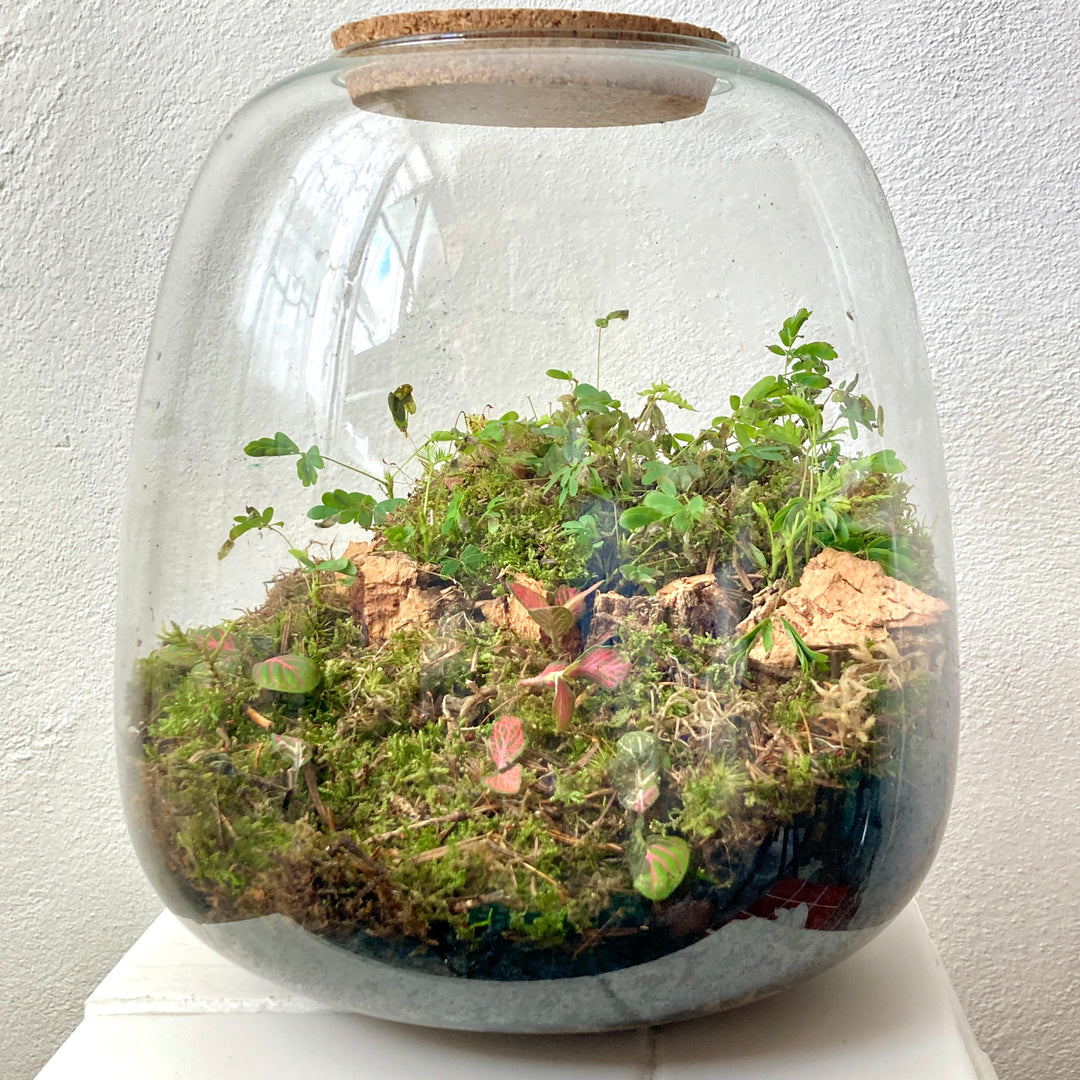 Plant.Studio 'Sensitive' Terrarium