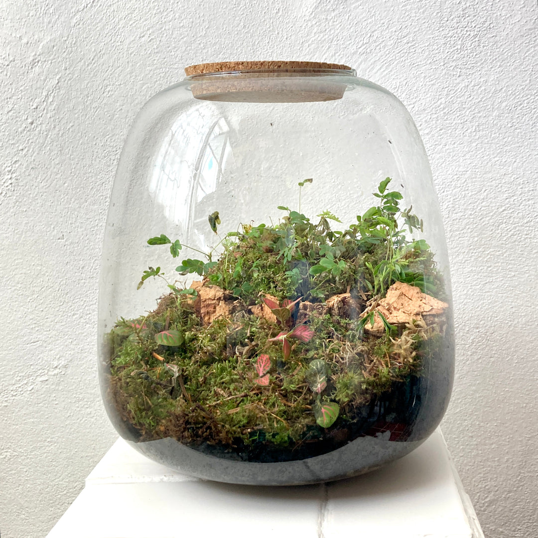 Plant.Studio 'Sensitive' Terrarium
