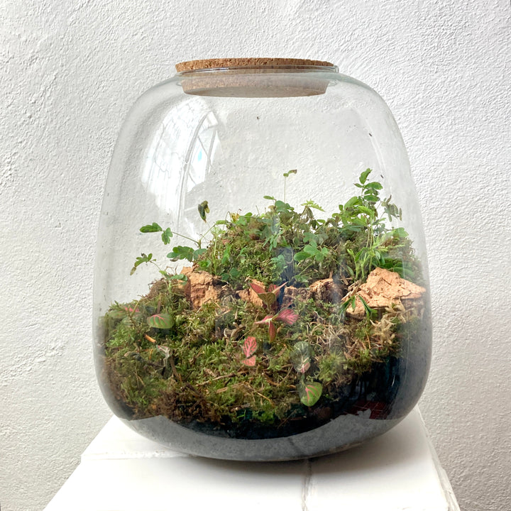 Plant.Studio 'Sensitive' Terrarium