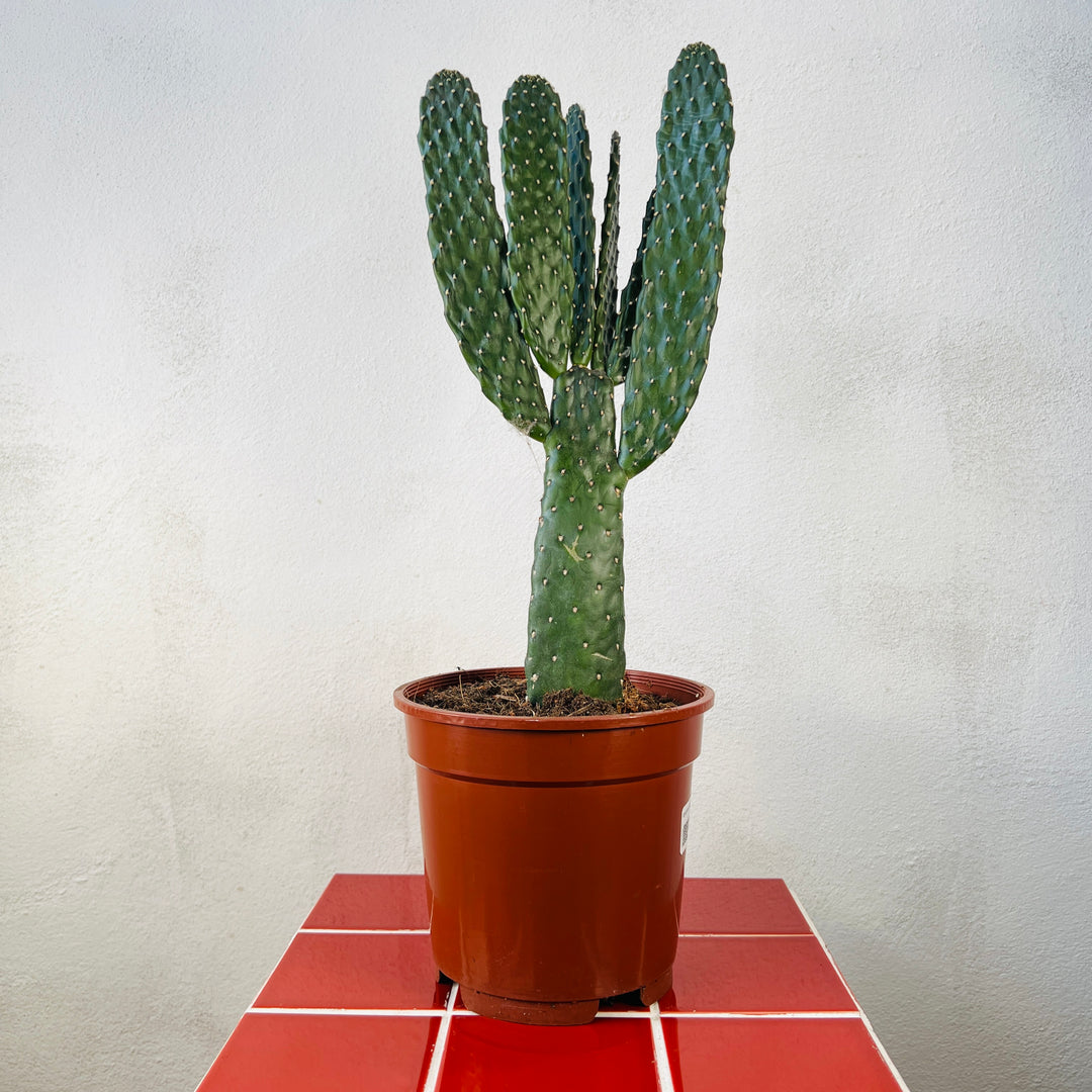 Opuntia Consolea rubescens - Road Kill cactus