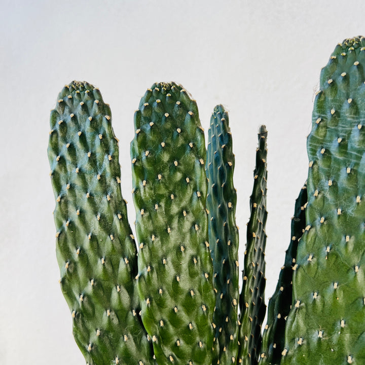 kill prickly pear cactus Opuntia consolea rubescens – Road Kill Cactus