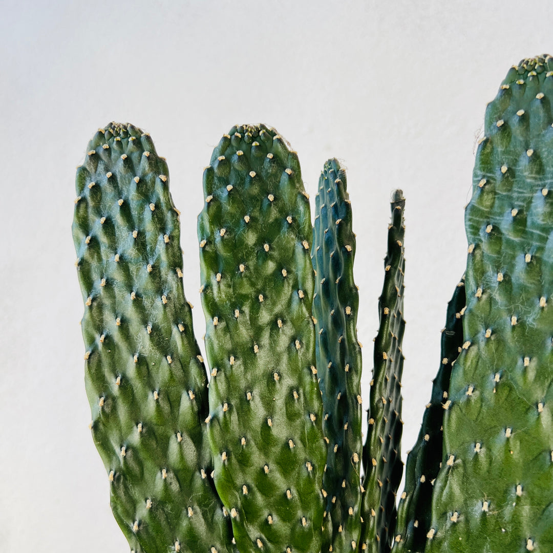 Opuntia Consolea rubescens - Road Kill cactus