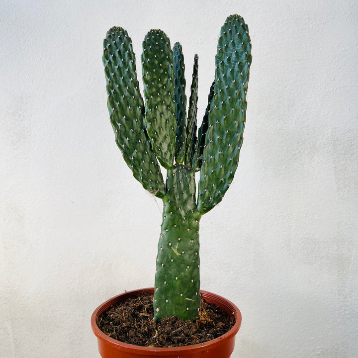 Opuntia Consolea rubescens - Road Kill cactus