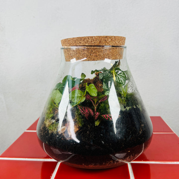 Plant.Studio 'Emergent' Terrarium