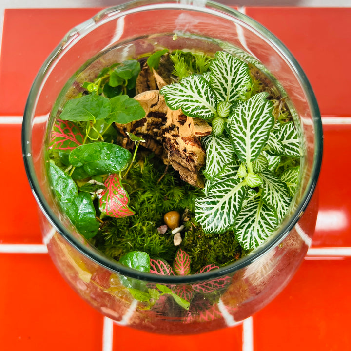 Plant.Studio 'Emergent' Terrarium