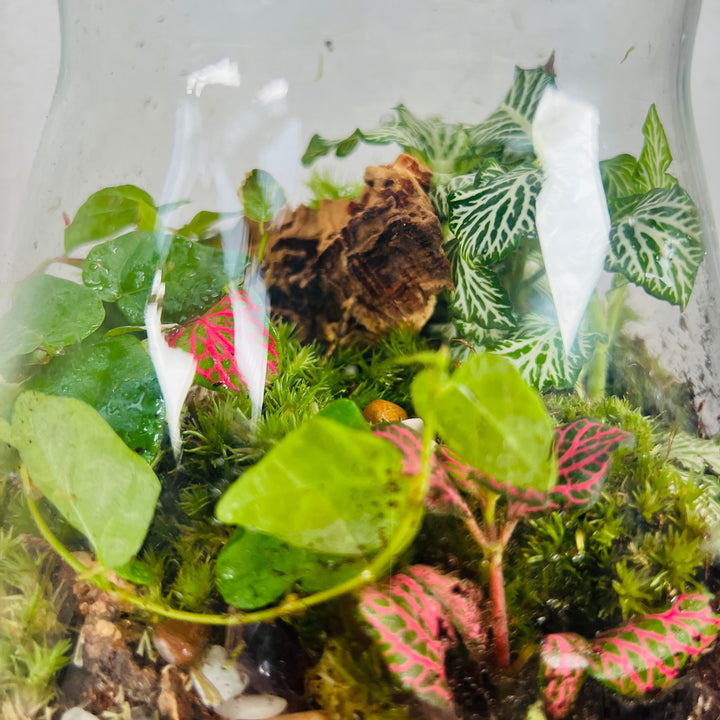 Plant.Studio 'Emergent' Terrarium
