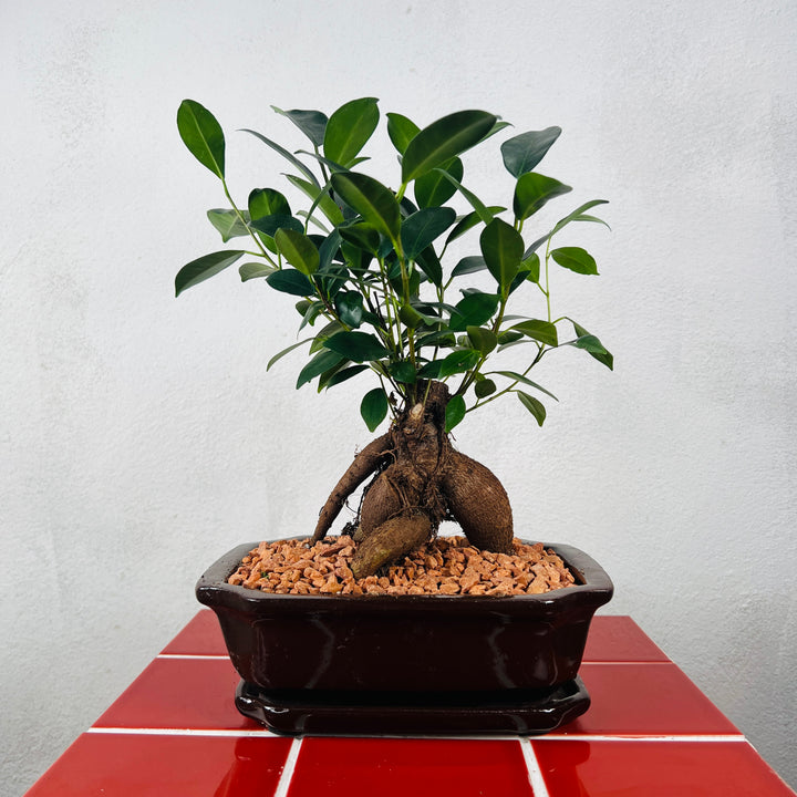 Ficus microcarpa – Bonsai Ginseng Fig