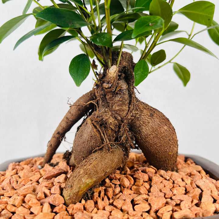 Ficus microcarpa – Bonsai Ginseng Fig