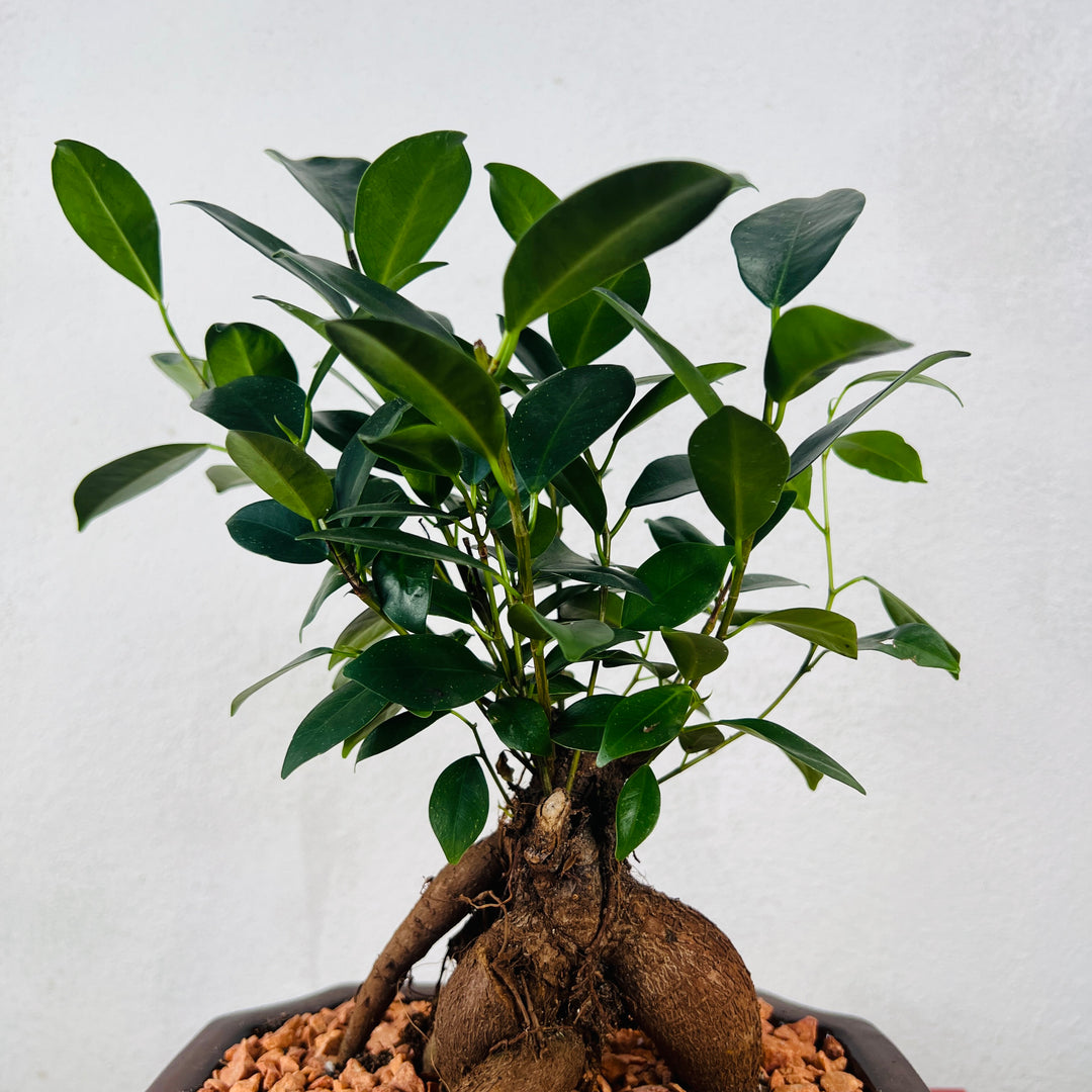 Ficus microcarpa – Bonsai Ginseng Fig