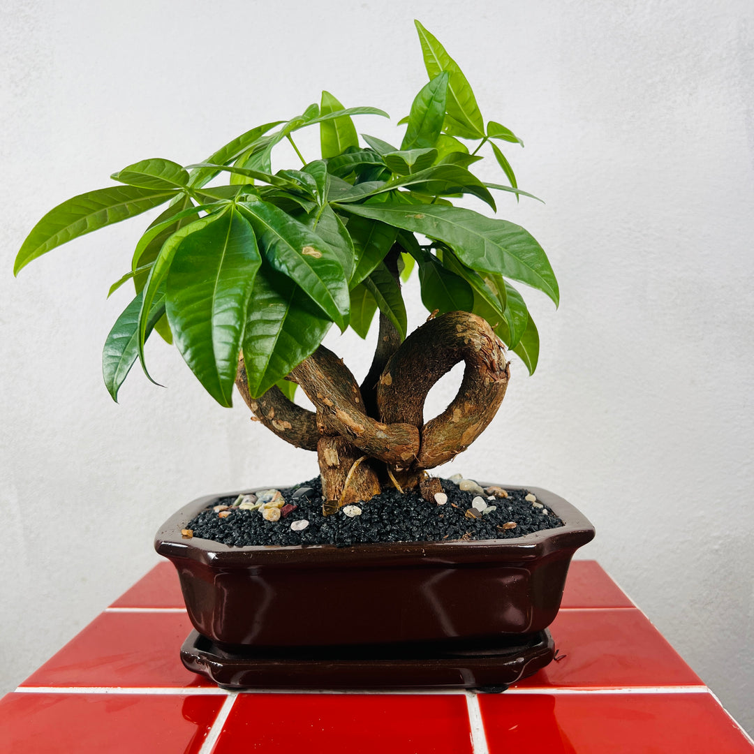 Pachira aquatica - Money Tree