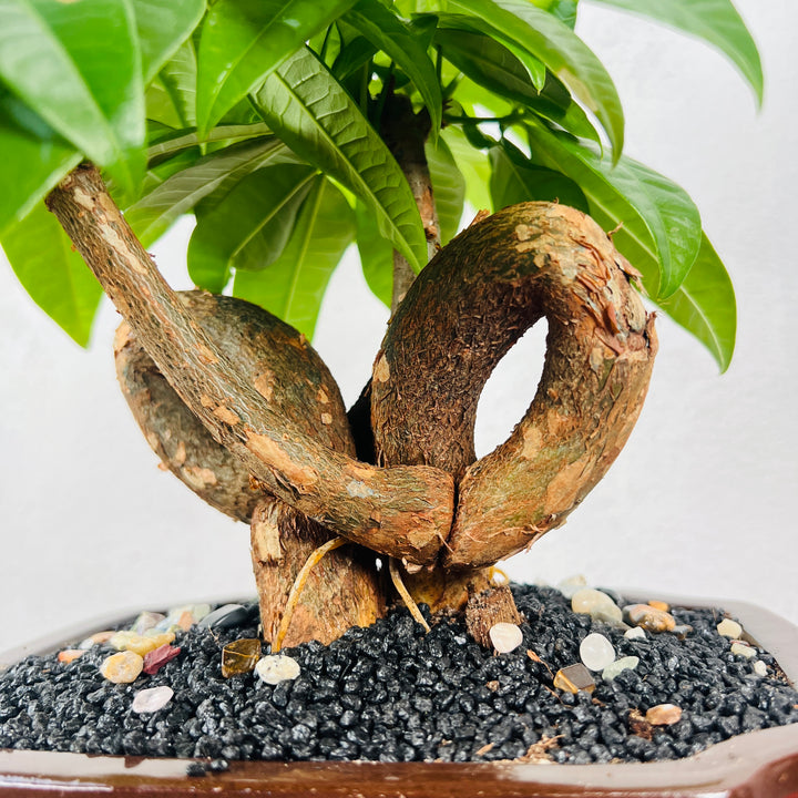 Pachira aquatica - Money Tree