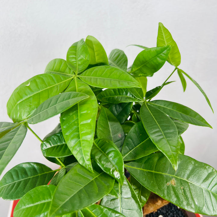 money tree in wild Pachira aquatica – Lucky Money Tree Houseplant – Plant Studio
