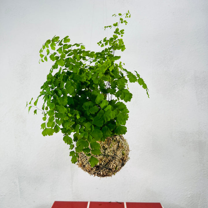 Kokedama