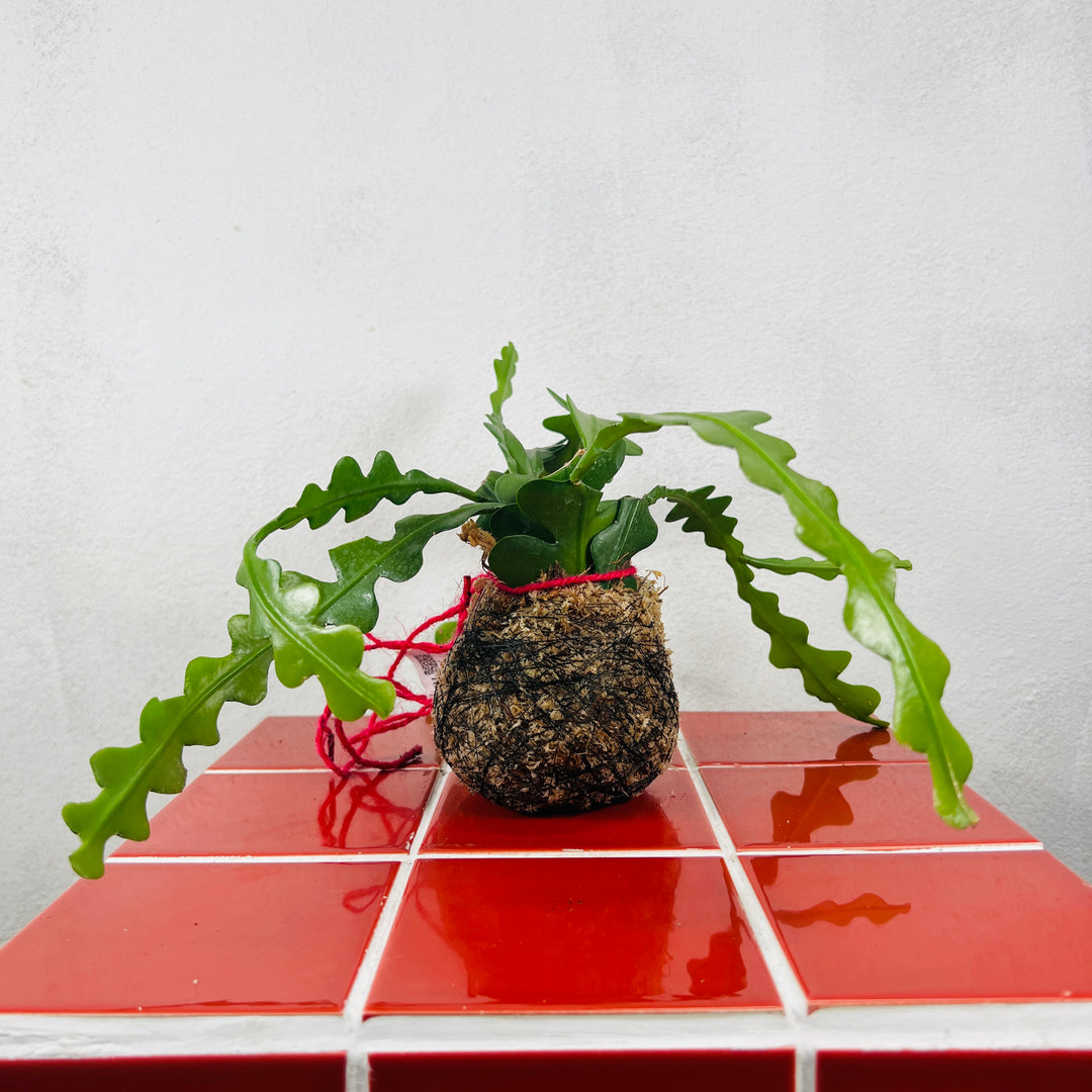 Kokedama
