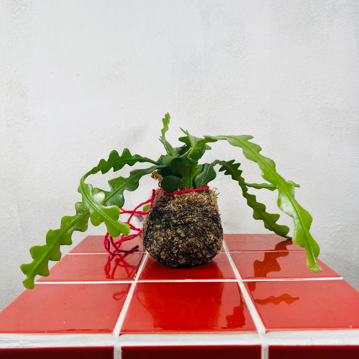 Kokedama