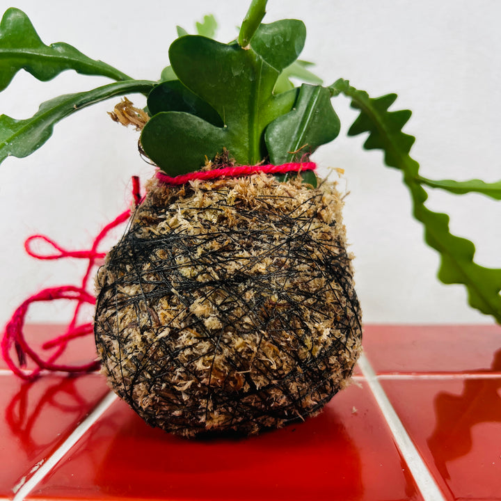 Kokedama