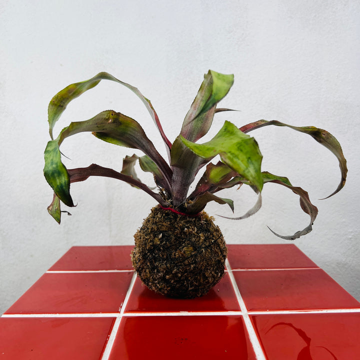 Kokedama