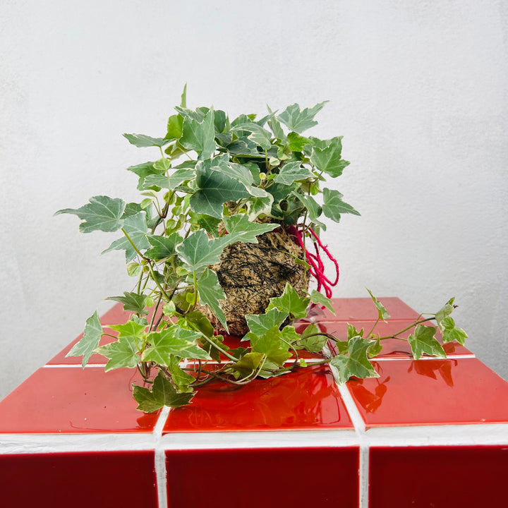 Kokedama