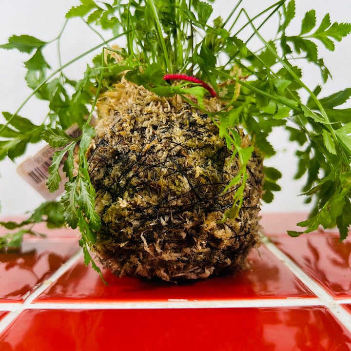 Kokedama
