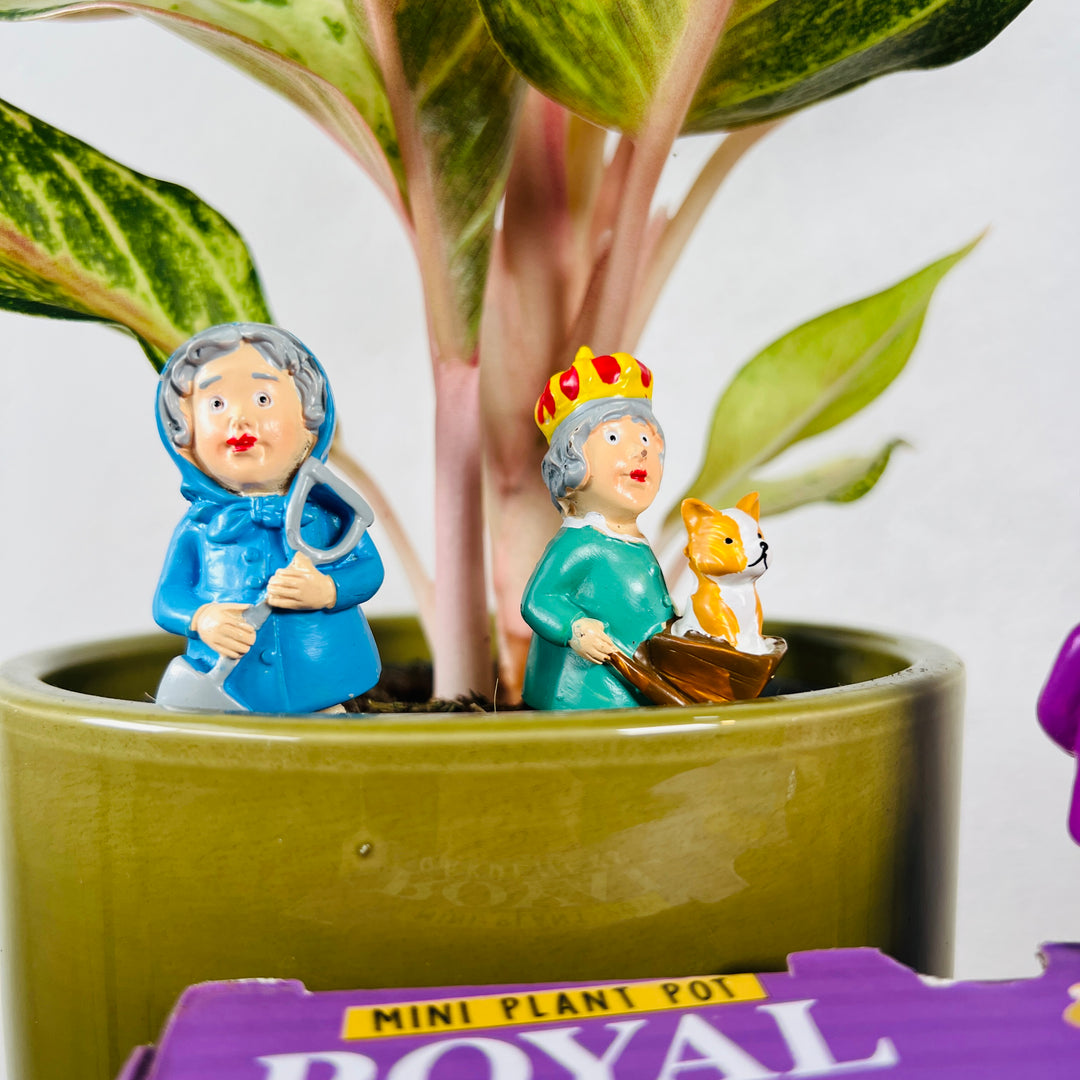 Mini Plant Pot Royal Gardeners