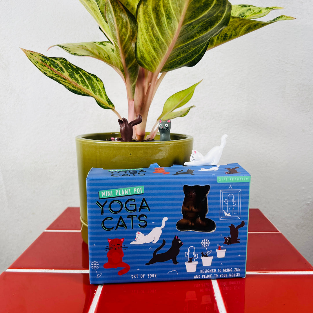 Mini Plant Pot – Yoga Cats (Set of 4)