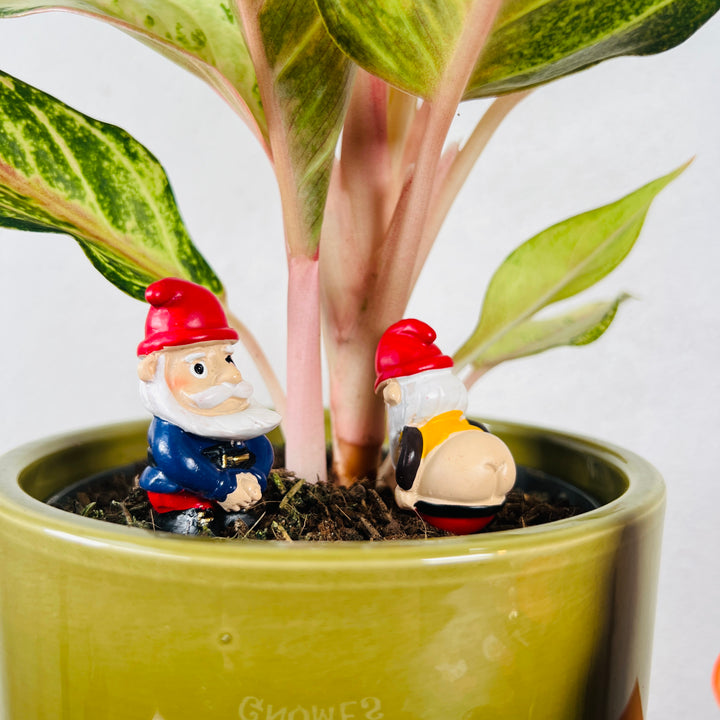 Mini Plant Pot – Naughty Gnomes (Set of 4)