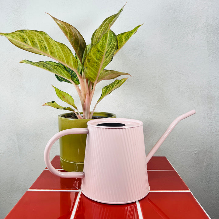 Round Zink watering can
