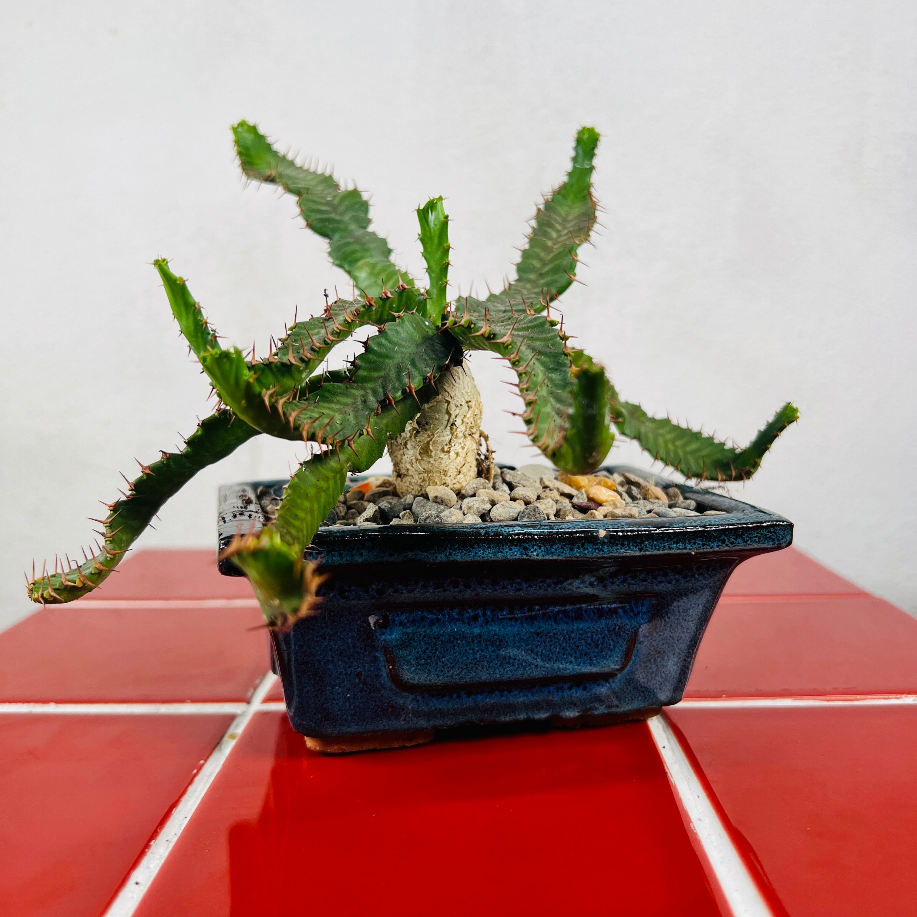 Euphorbia stellata – Rare Succulent with Twisted Caudex | Plant Studio