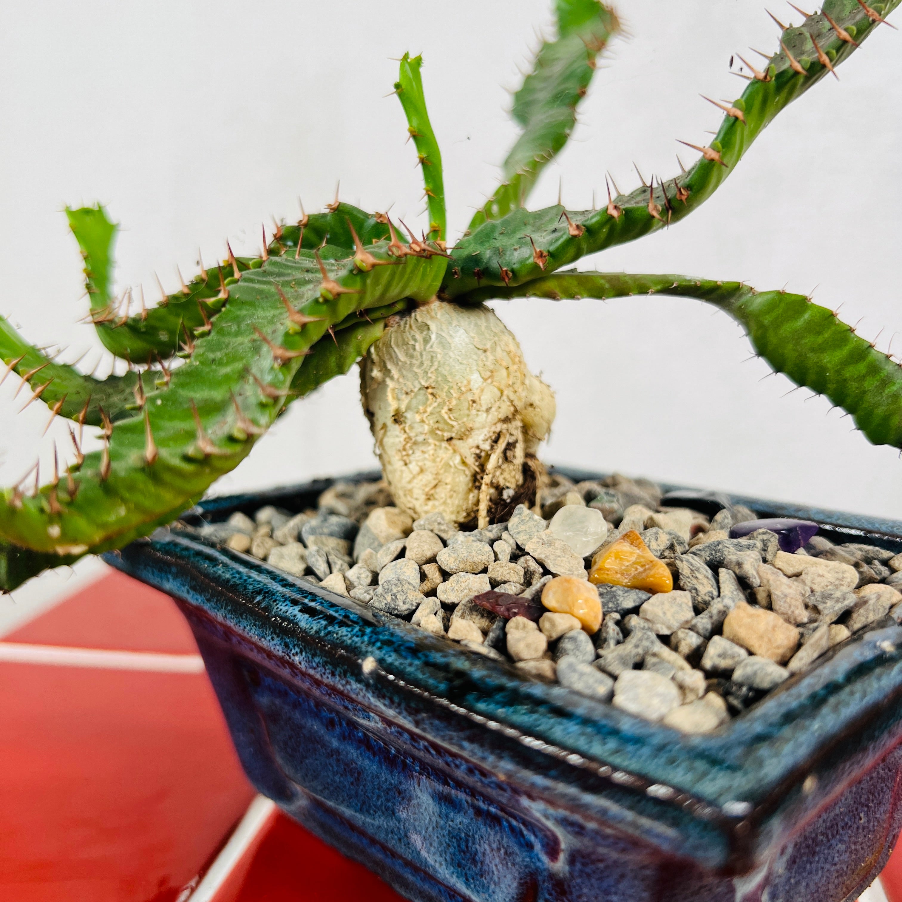 Euphorbia stellata 塊根植物 Euphorbia stellata – Rare Succulent with Twisted Caudex | Plant Studio