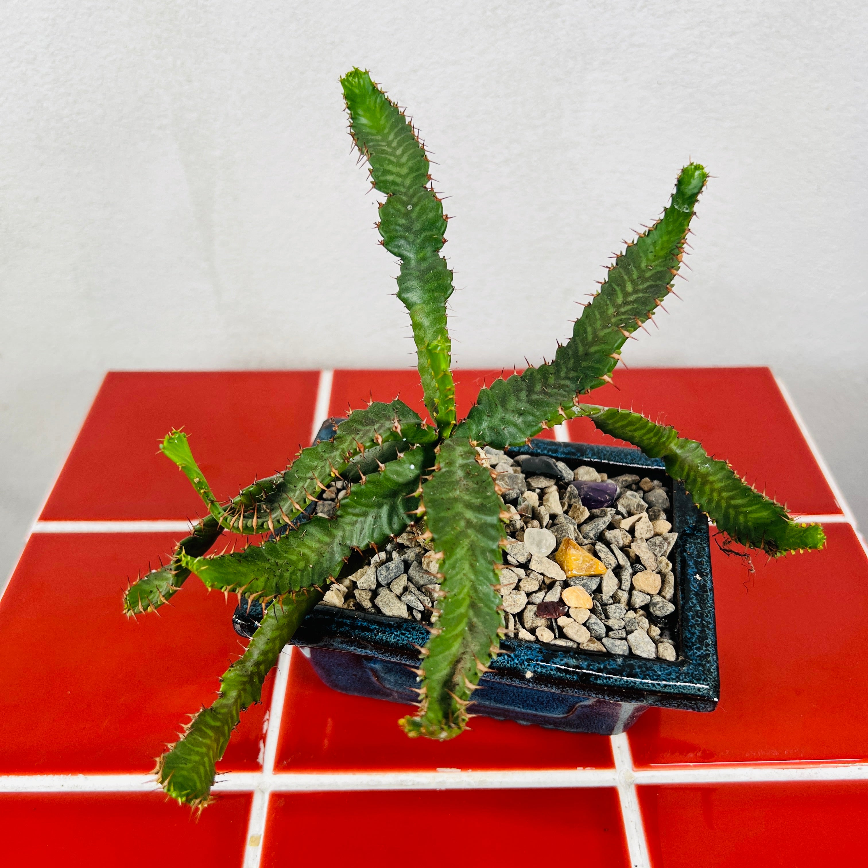 Euphorbia stellata – Rare Succulent with Twisted Caudex | Plant Studio