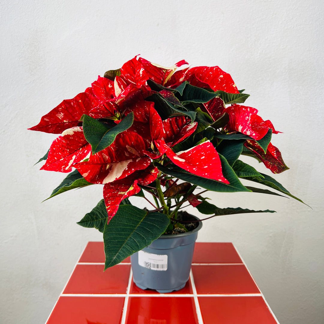 Poinsettia Jester