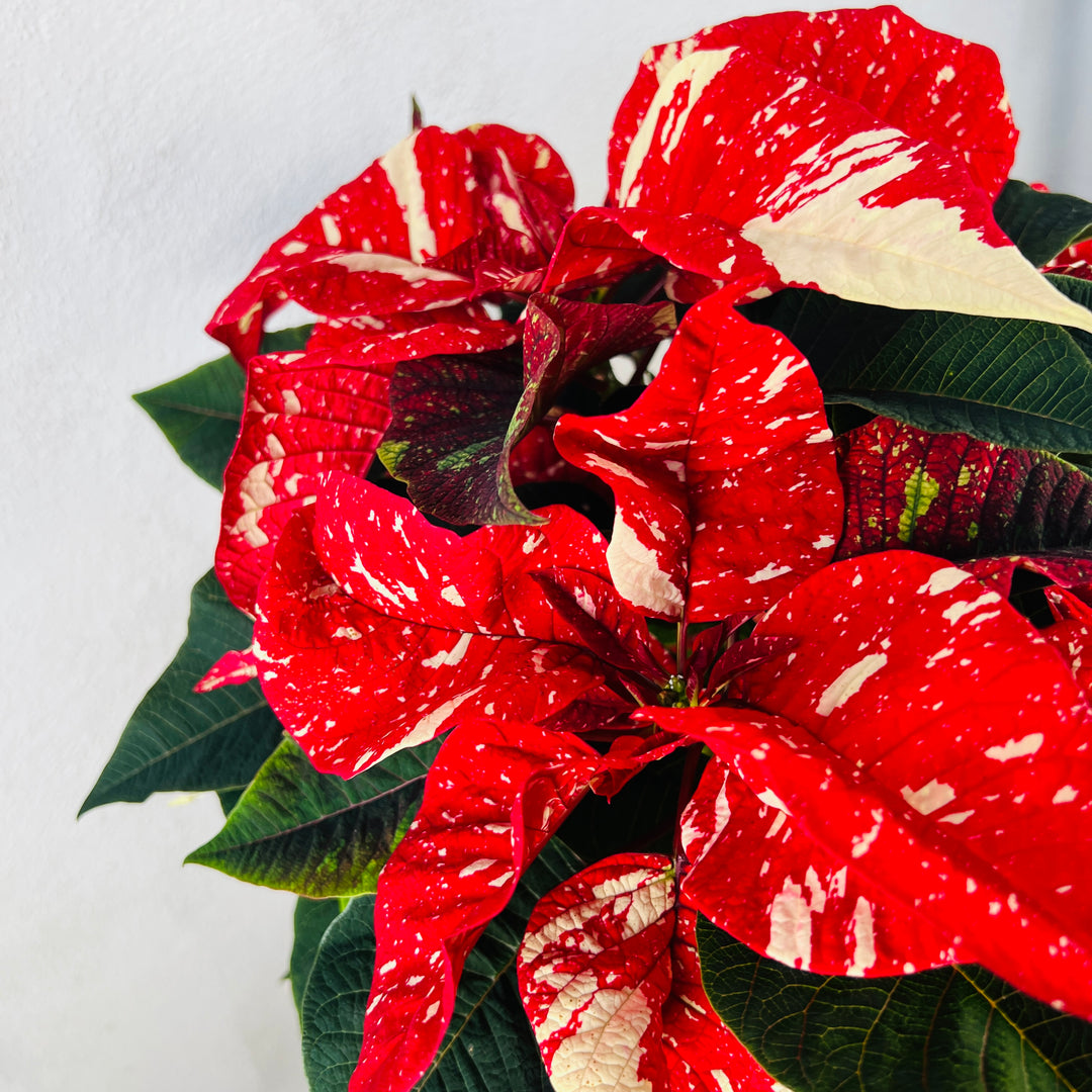 Poinsettia Jester