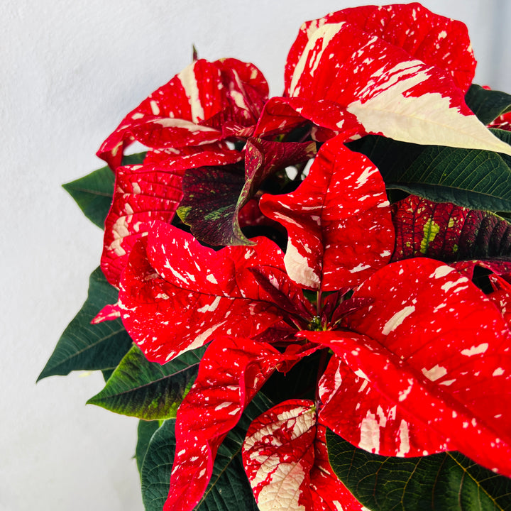 Poinsettia Jester