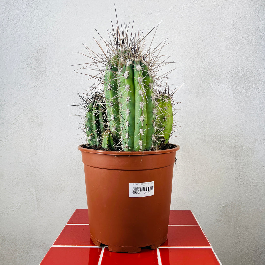 Stetsonia coryne (Toothpick Cactus)